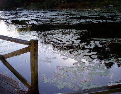 Environmental Information & Organizations